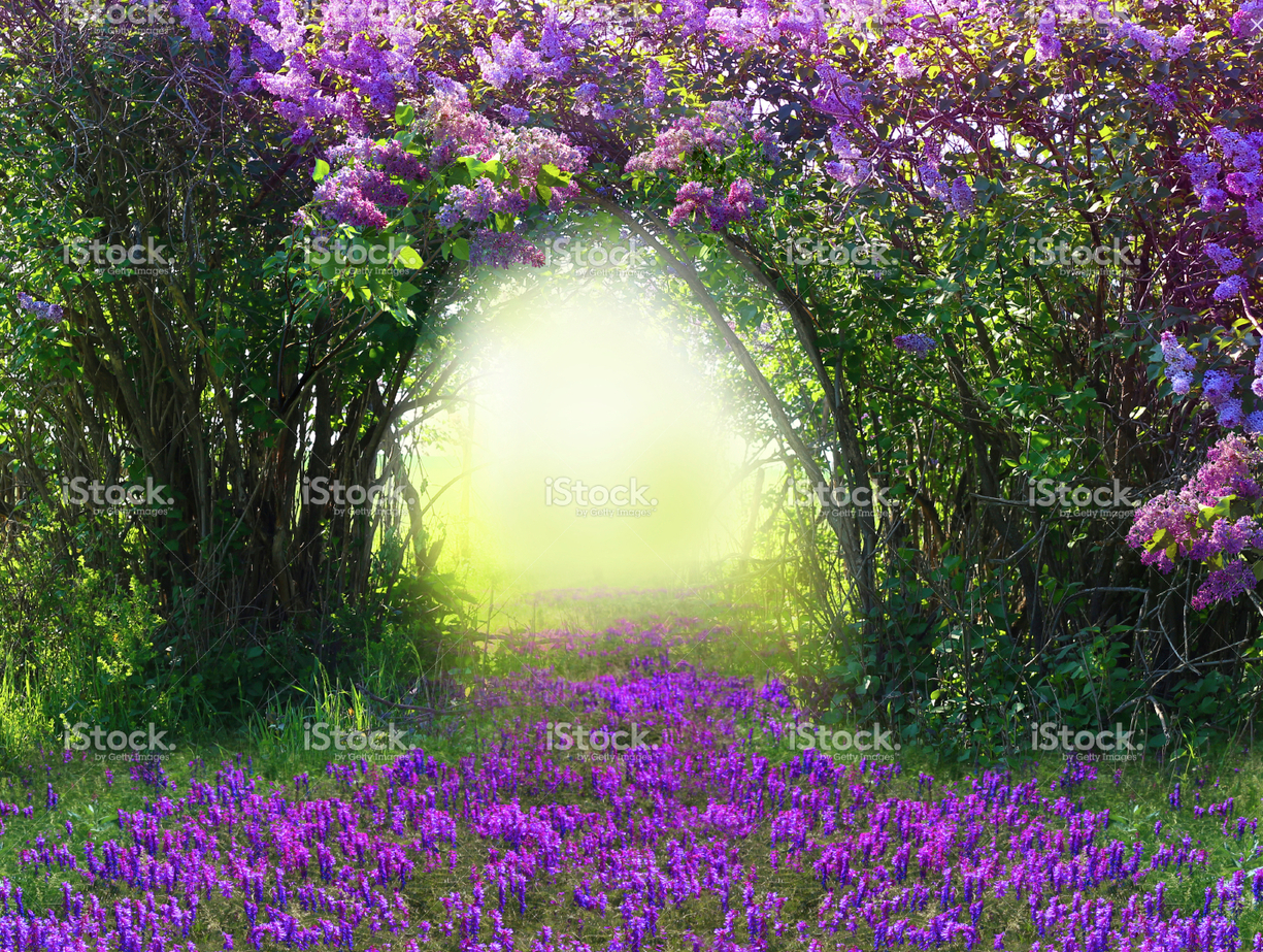 Purple field of flowers